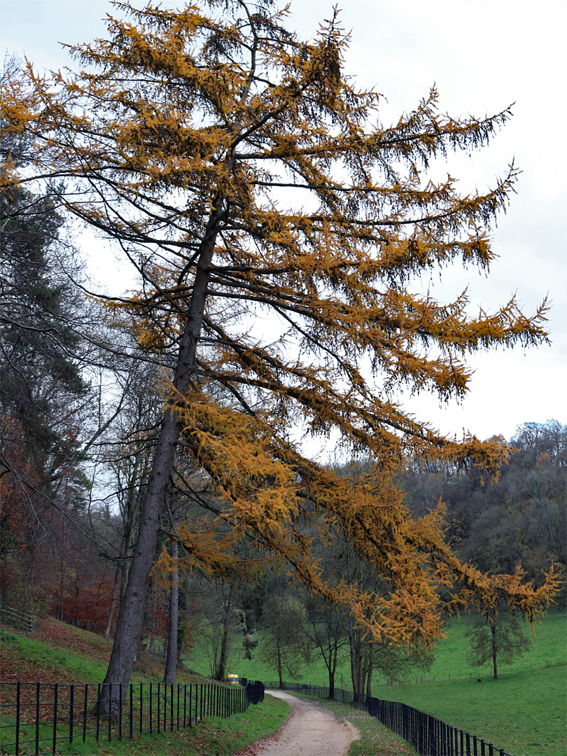 Larch beside the road