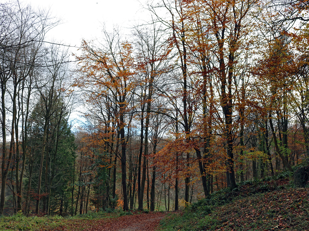 Trees near the mansion