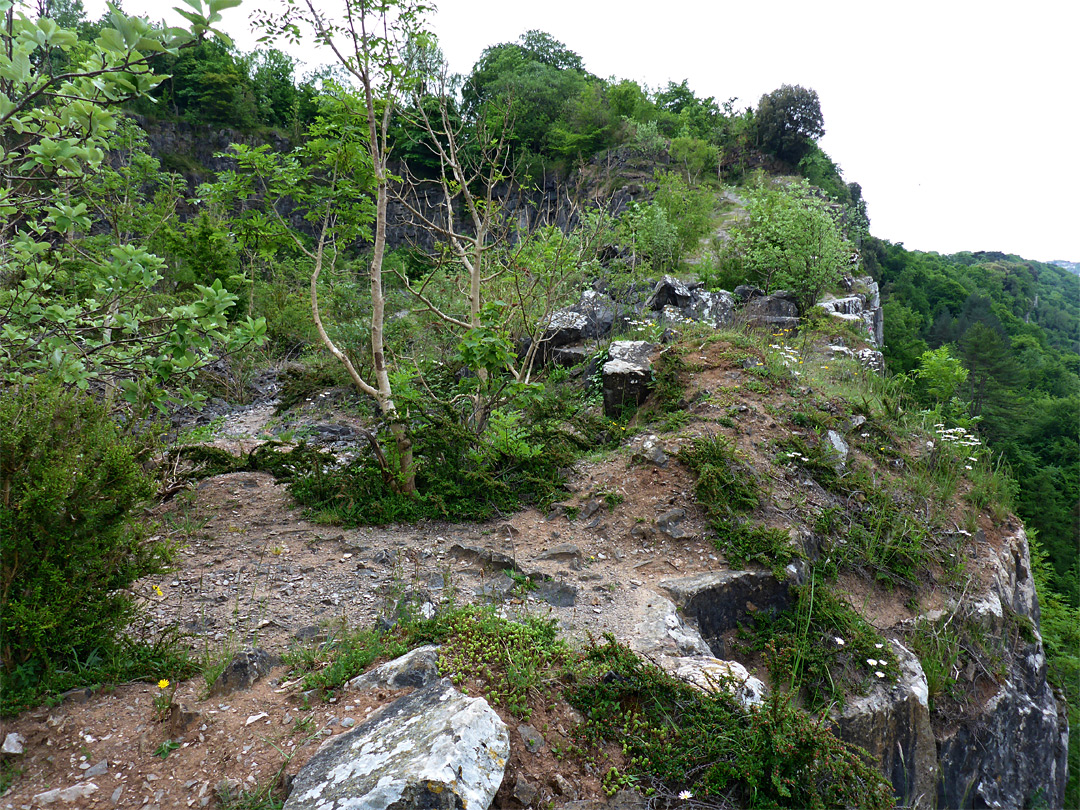 Bushes and boulders