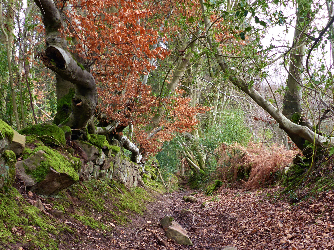 Woodland track