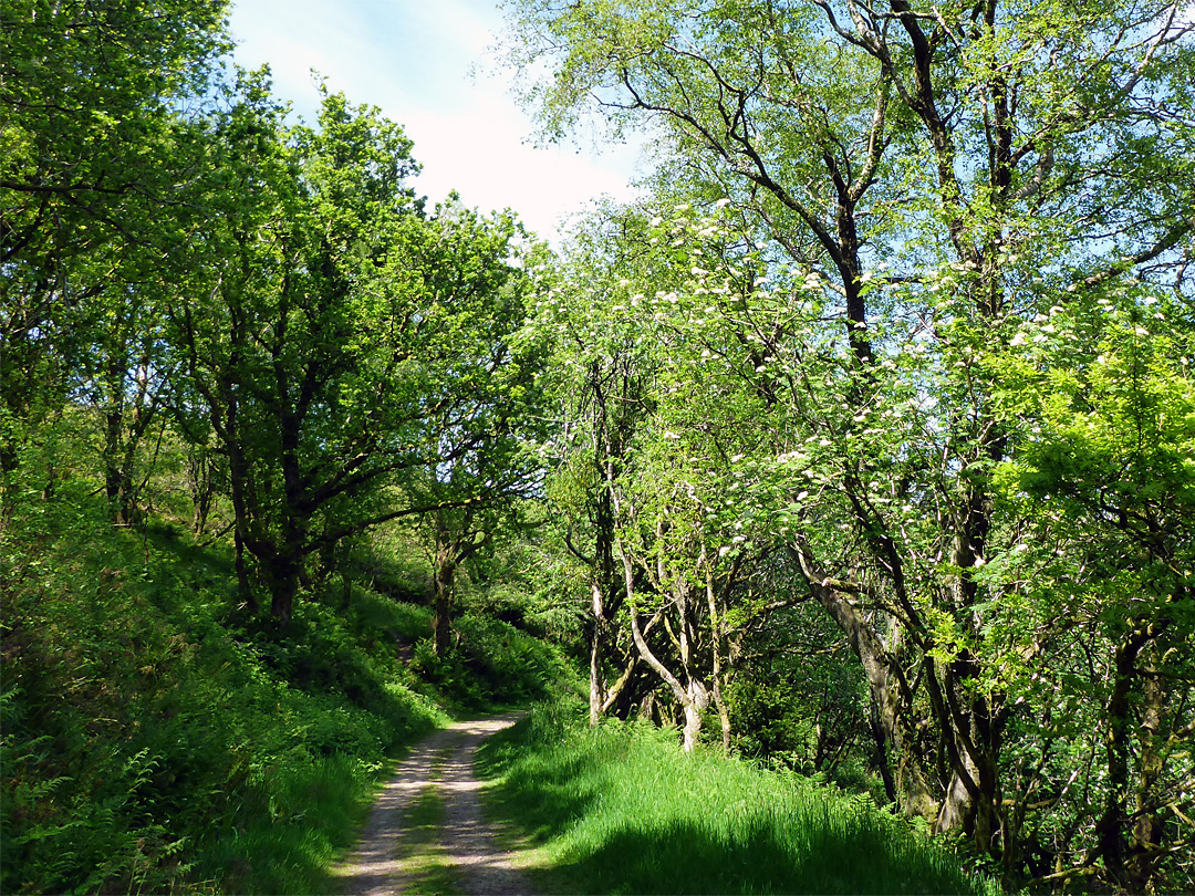 Woodland path