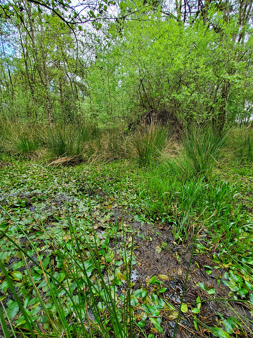 Pondweed