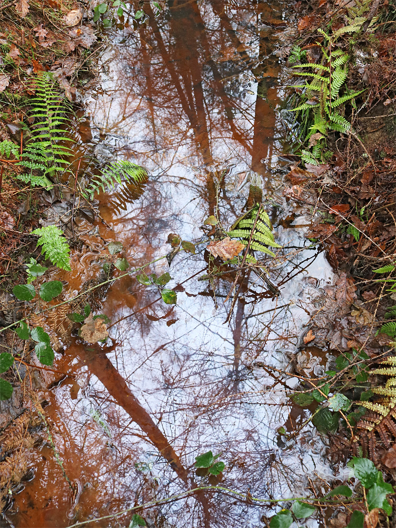 Ferns