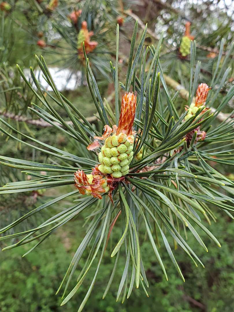 Scots pine