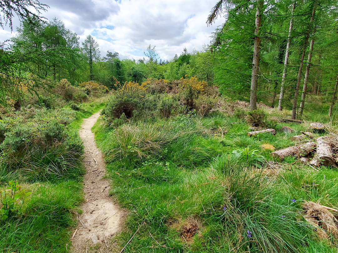 Woodland path