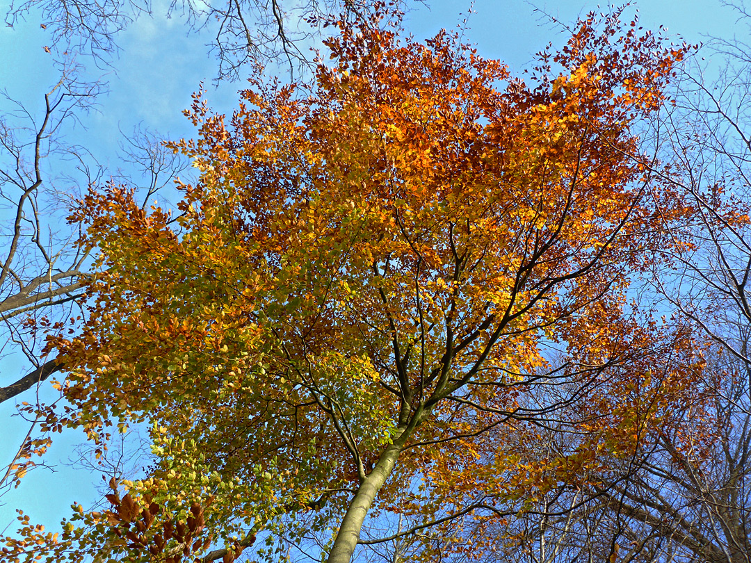 Autumnal leaves