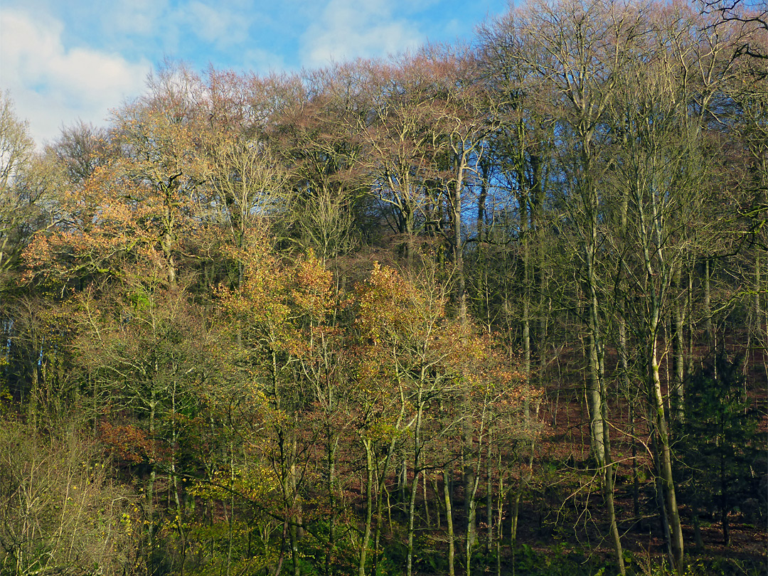 Trees near the pond