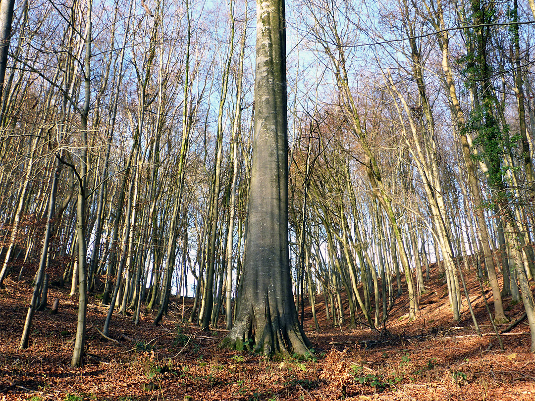 Leafless trees