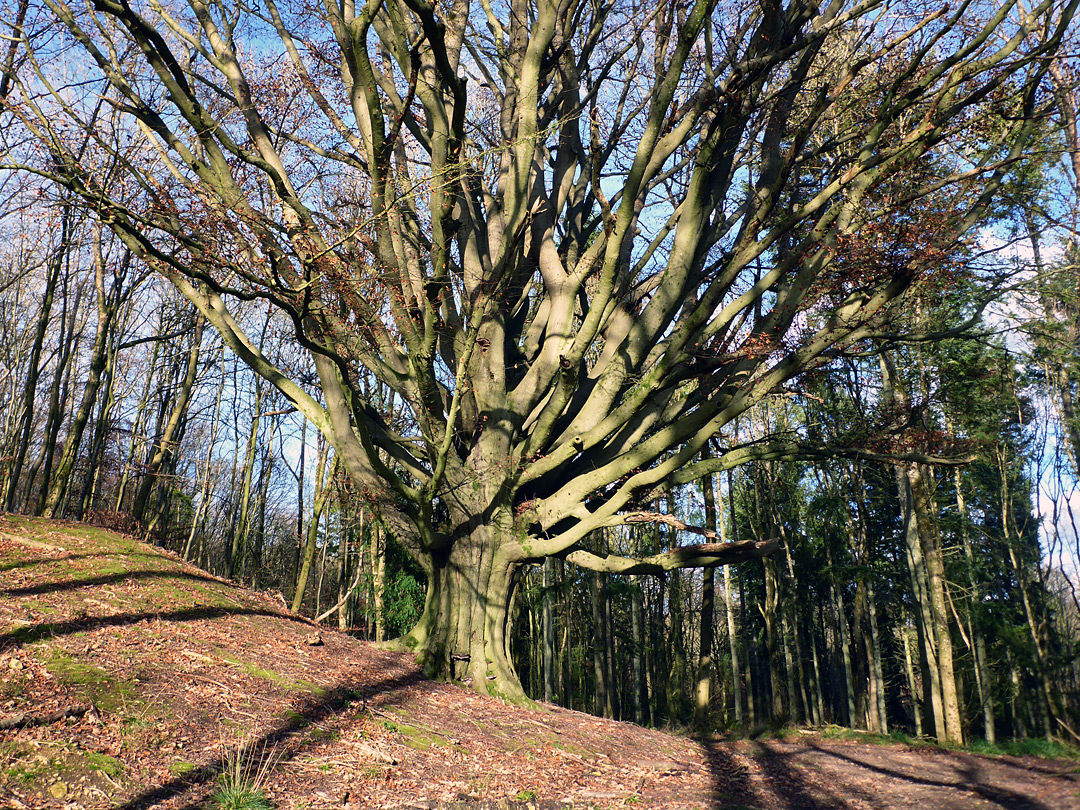 Tree and shadows