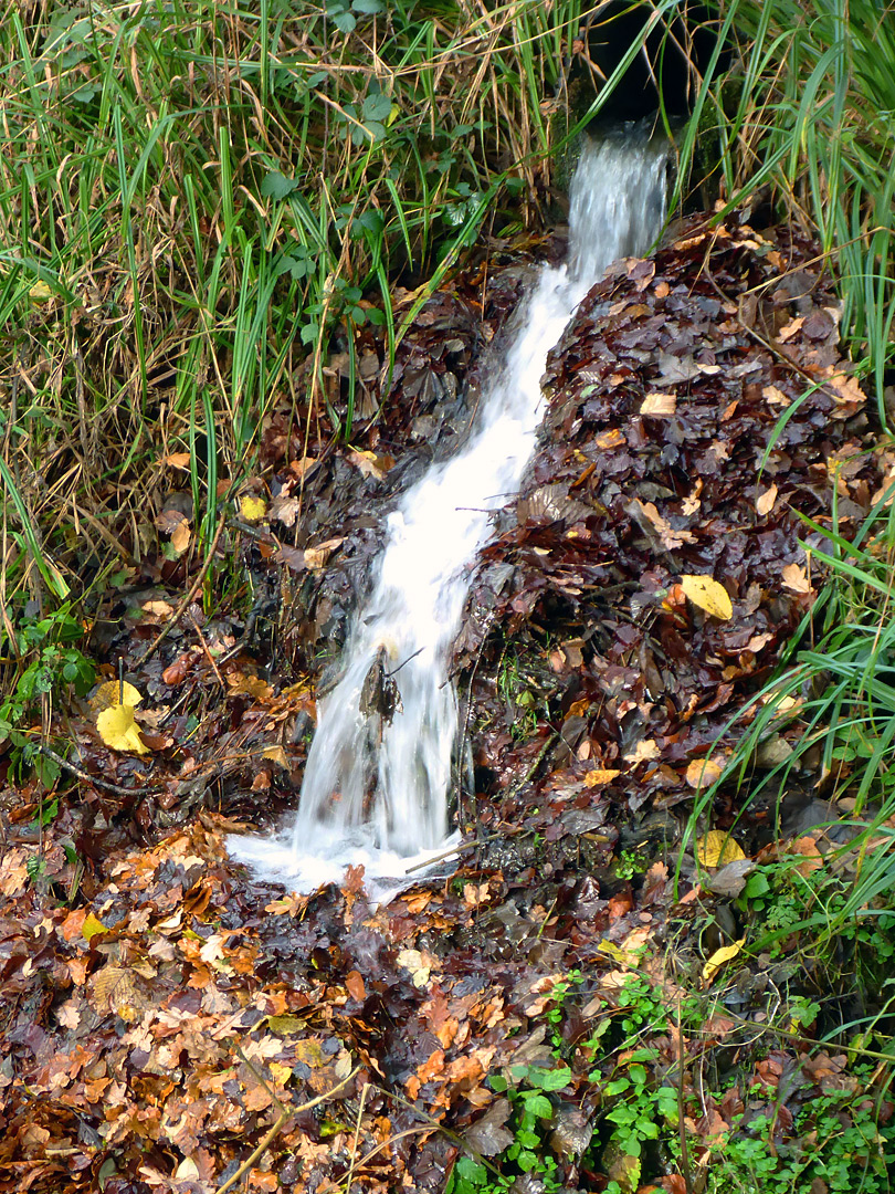 Cascade and leaves