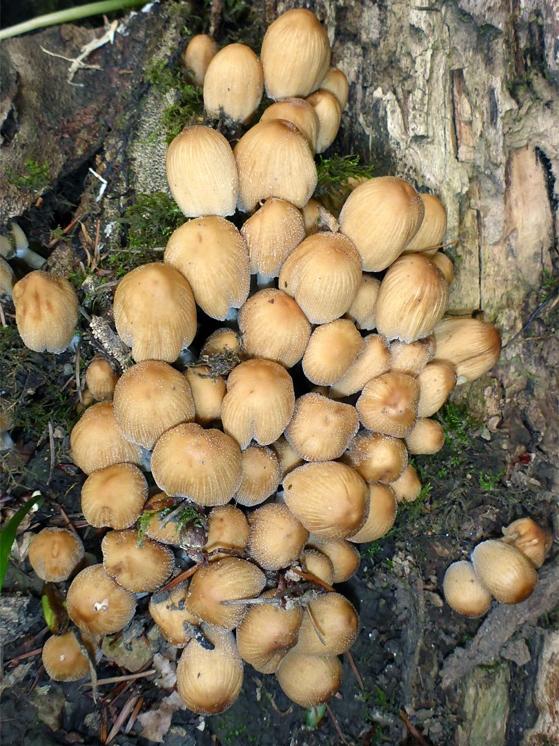 Glistening inkcap