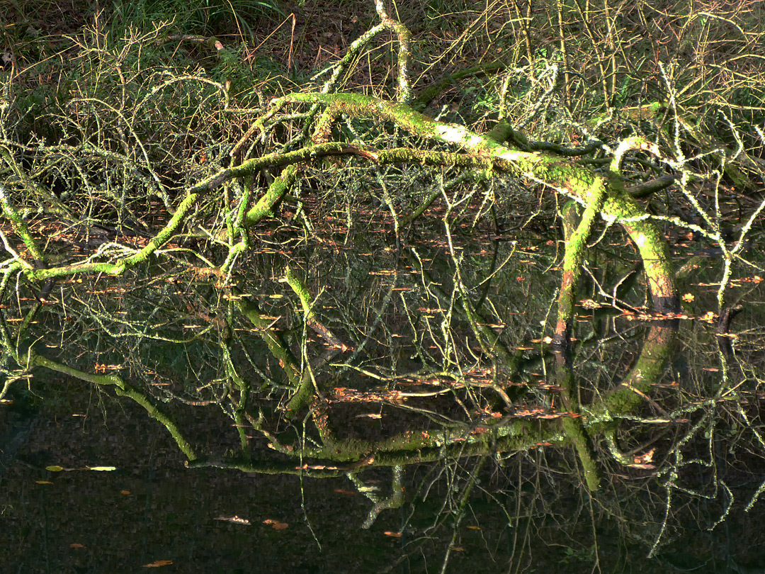 Branch in the pond
