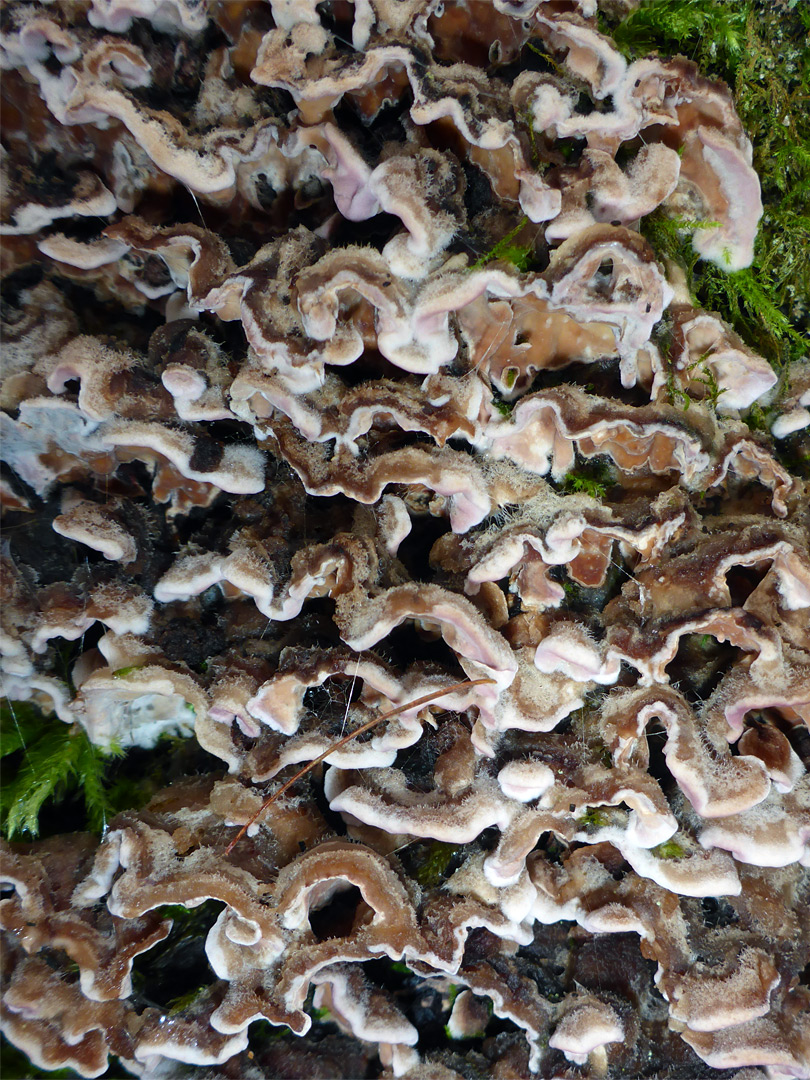 Silverleaf fungus