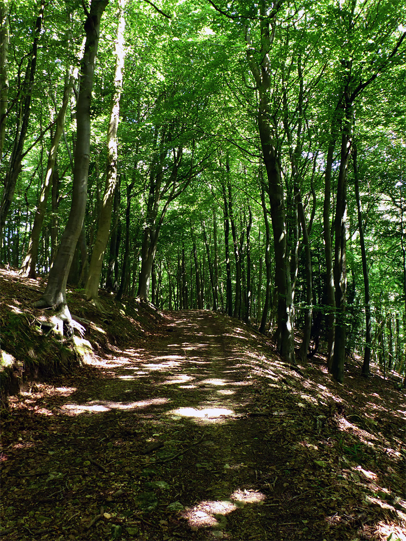 Track in midsummer