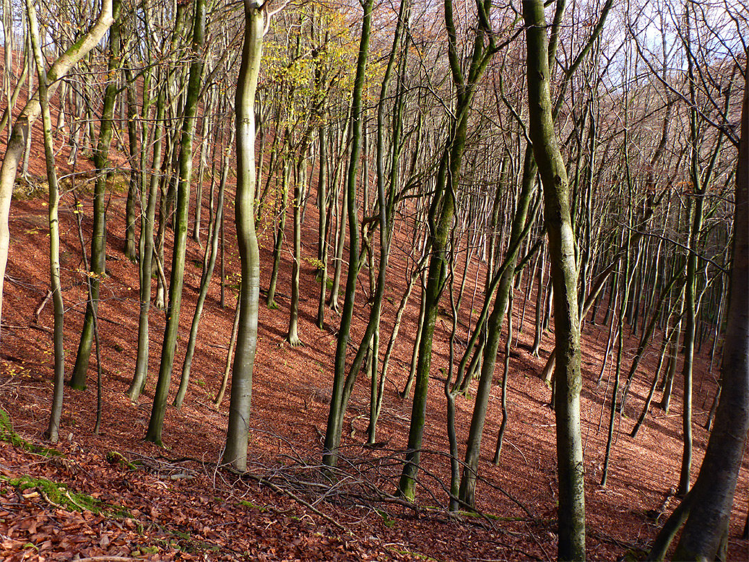 Trees and their shadows