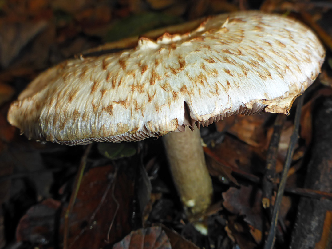 Agaric