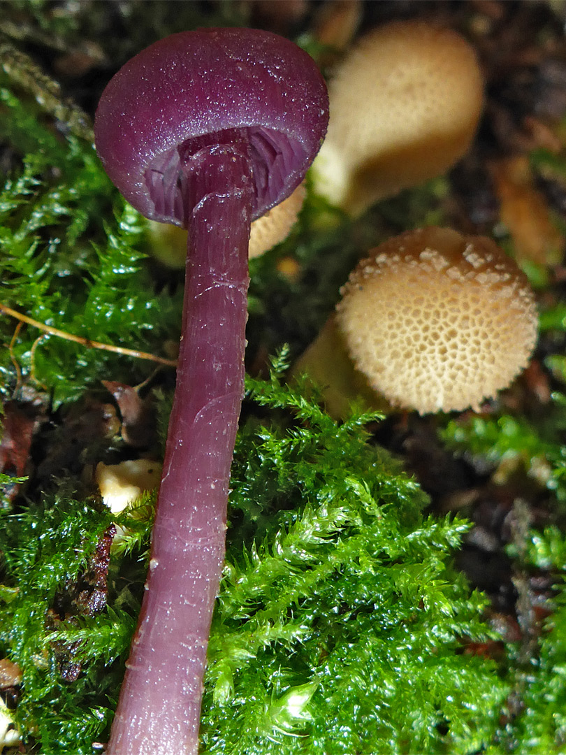 Amethyst deceiver