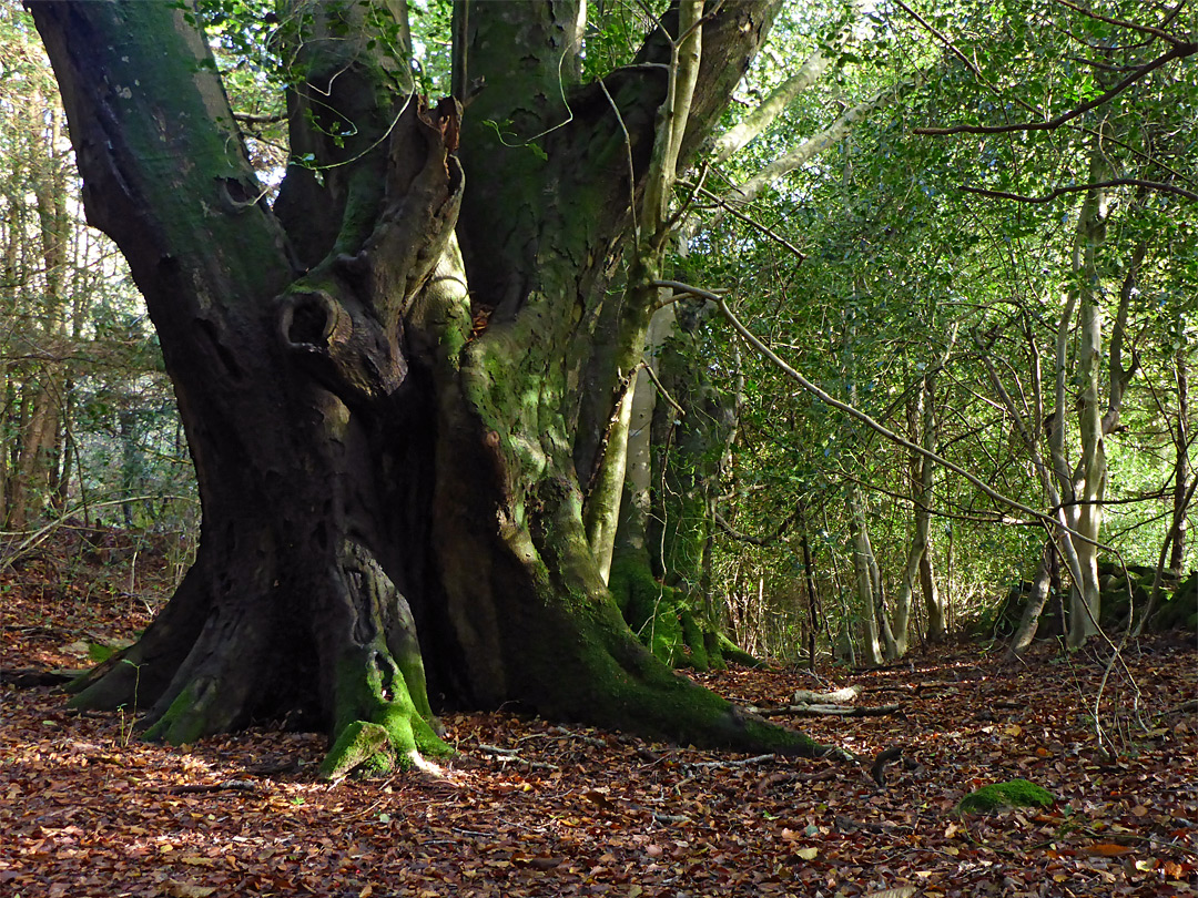 Row of beech trees