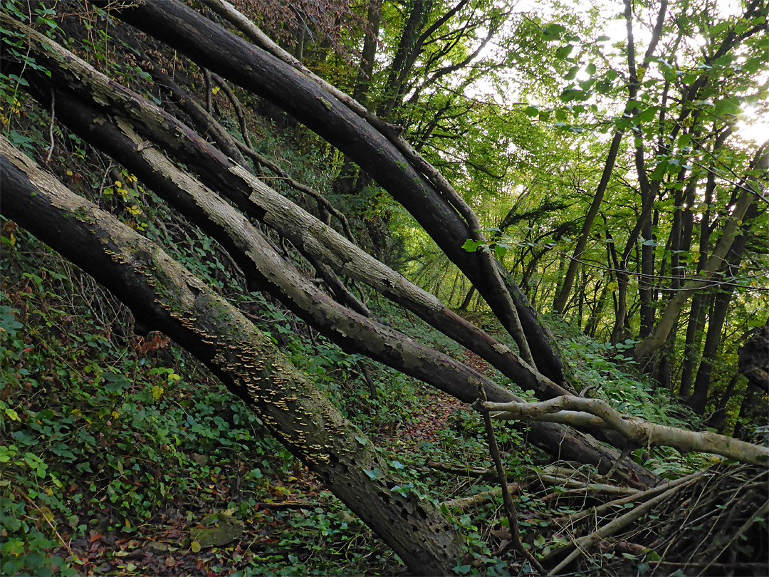 Fallen tree