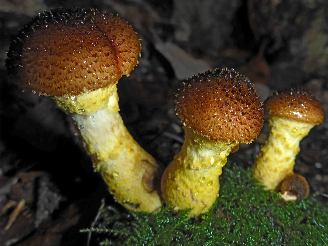 Bulbous honey fungus