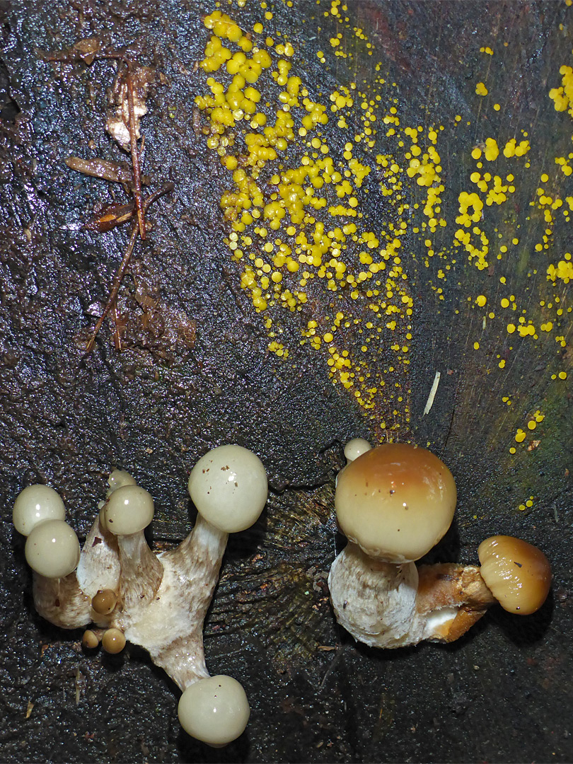 Porcelain mushroom and yellow disco