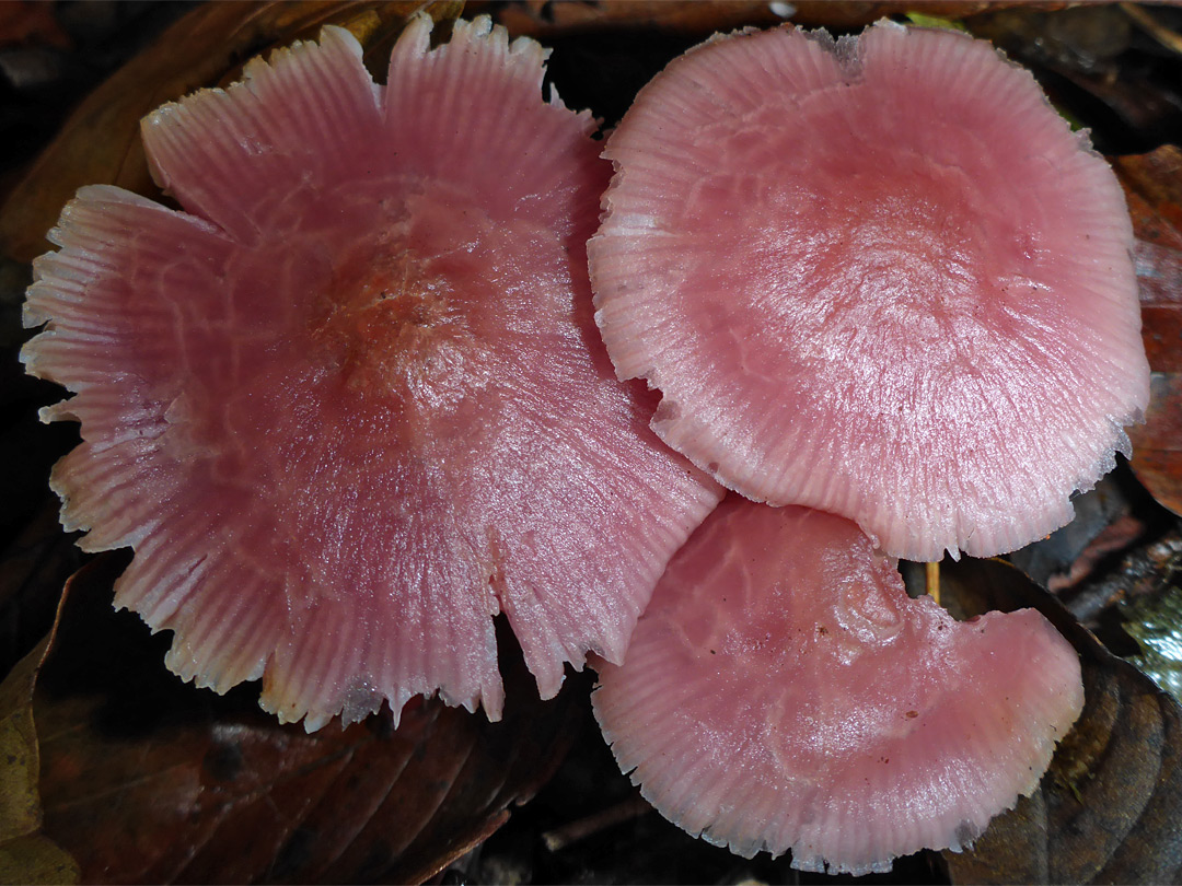 Rosy bonnet