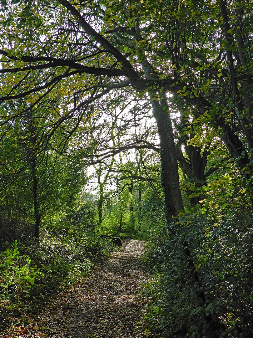 Track through trees