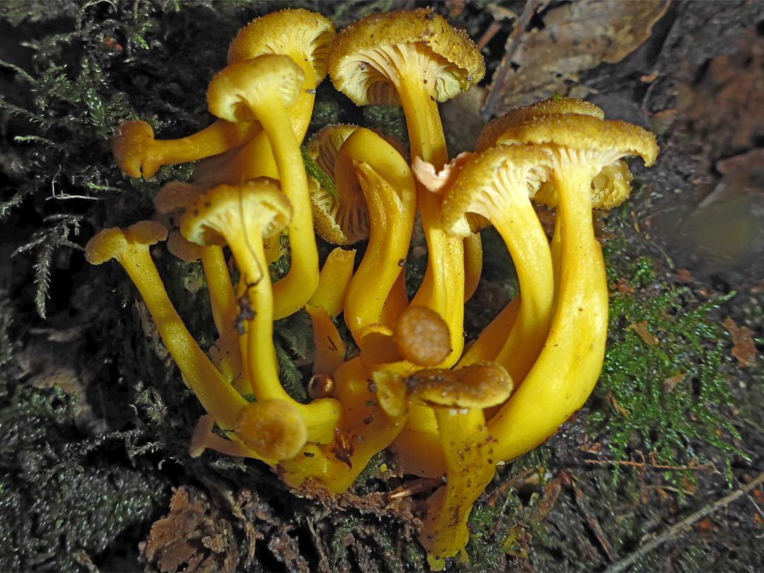 Trumpet chanterelle