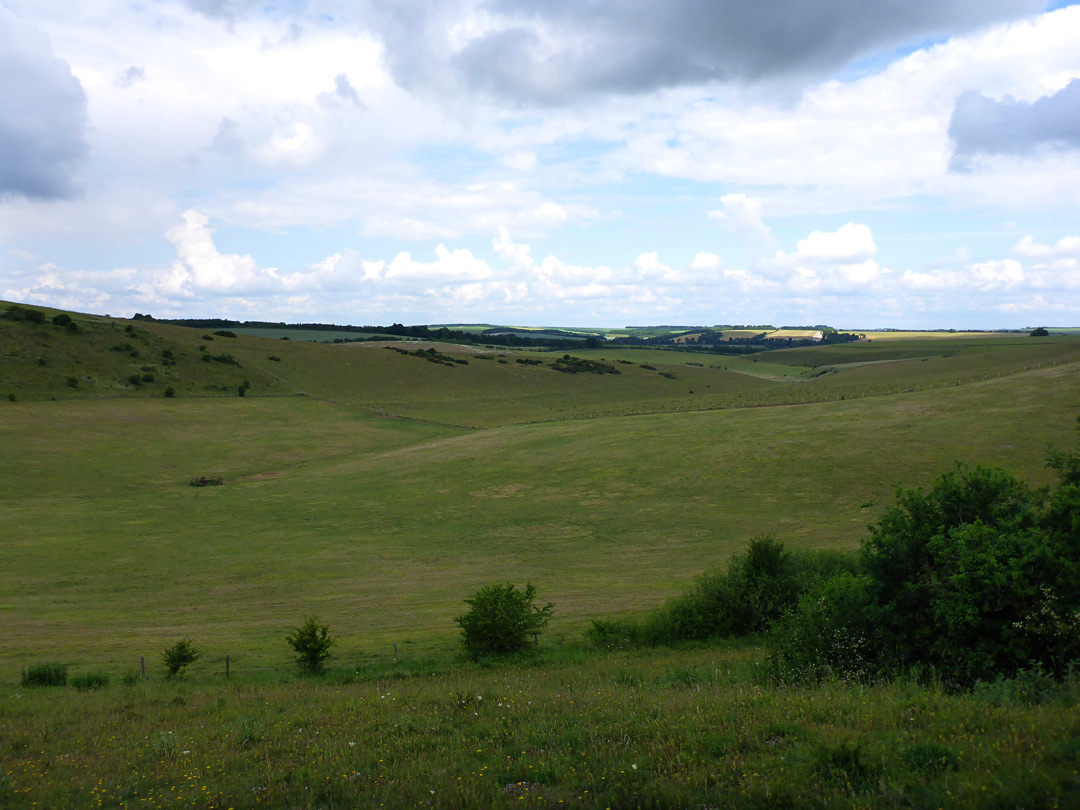 Grassland