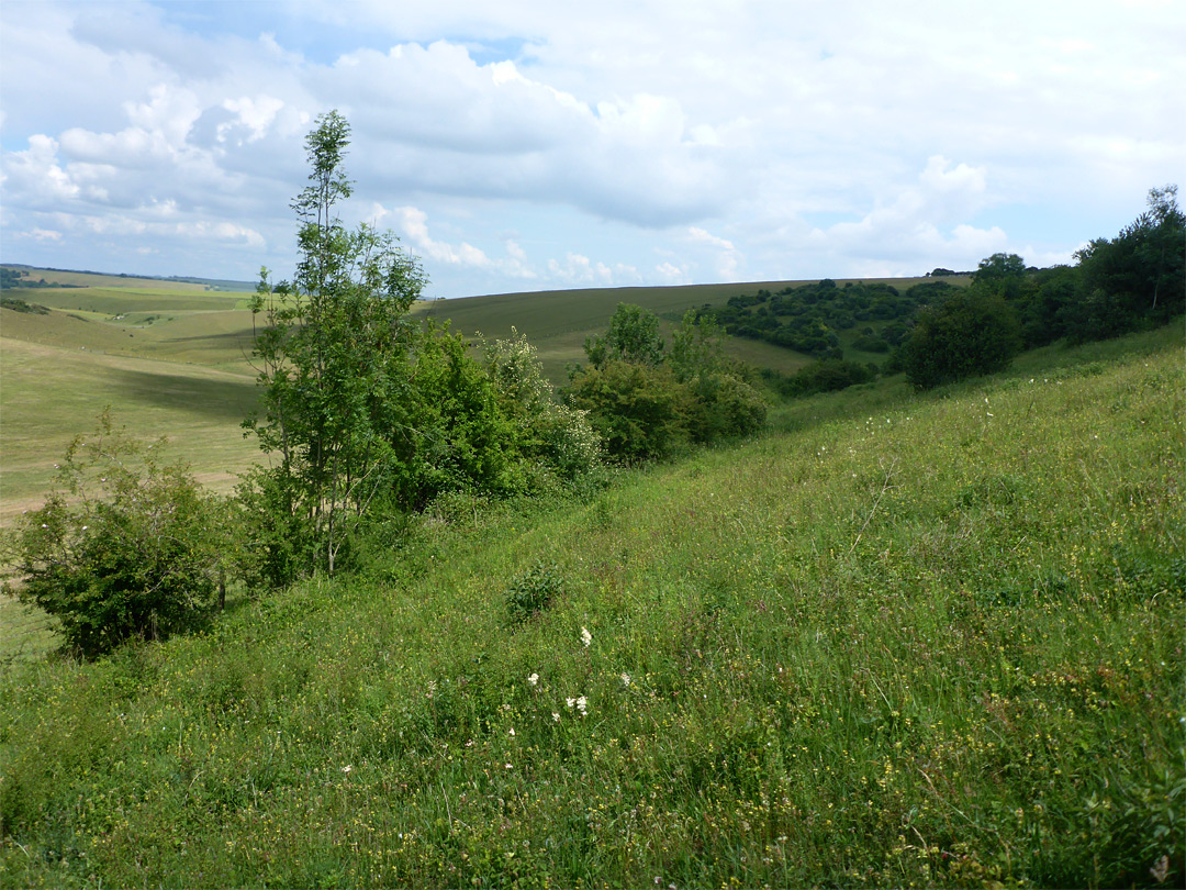 Grassy hillside