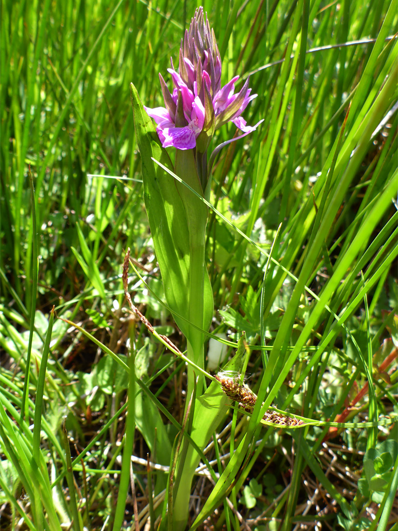 Southern marsh orchid