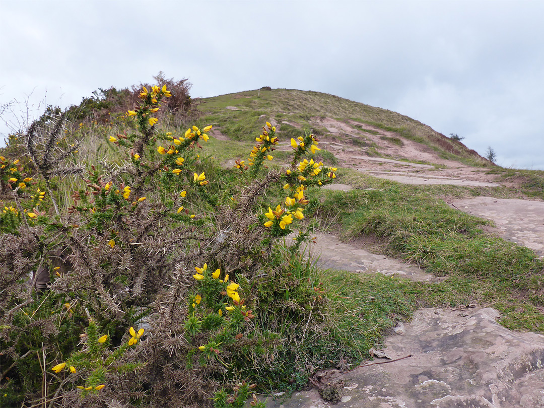 Gorse flowers