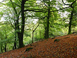 Aisholt Wood