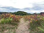 Berrow Dunes