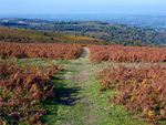 Black Down and Burrington Combe