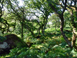 Blackator Copse and Meldon Reservoir