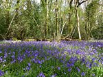 Bracketts Coppice