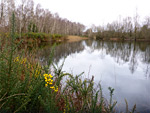 Bramshill Common Wood