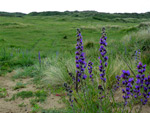 Braunton Burrows