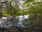 Bucklebury Common Nature Reserve