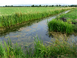 Burtle Moor