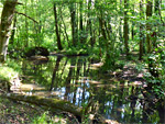 Cannop Bridge Marsh