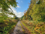 Chepstow Park Wood