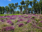 Chobham Common National Nature Reserve