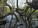 Cholsey Marsh Nature Reserve