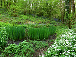 Coed-y-Bedw Nature Reserve