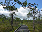 Cors y Llyn National Nature Reserve