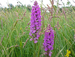 Great Traston Meadows