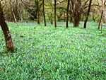 Lower East Lounston Nature Reserve