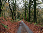 Dommett Wood Nature Reserve